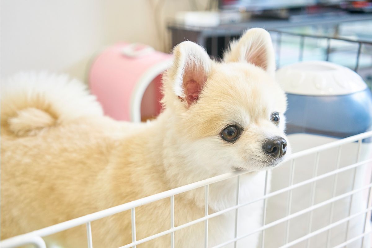 Zdjęcie przedstawiające pseudohodowlę psów, fokus na rozpoznanie pseudohodowli