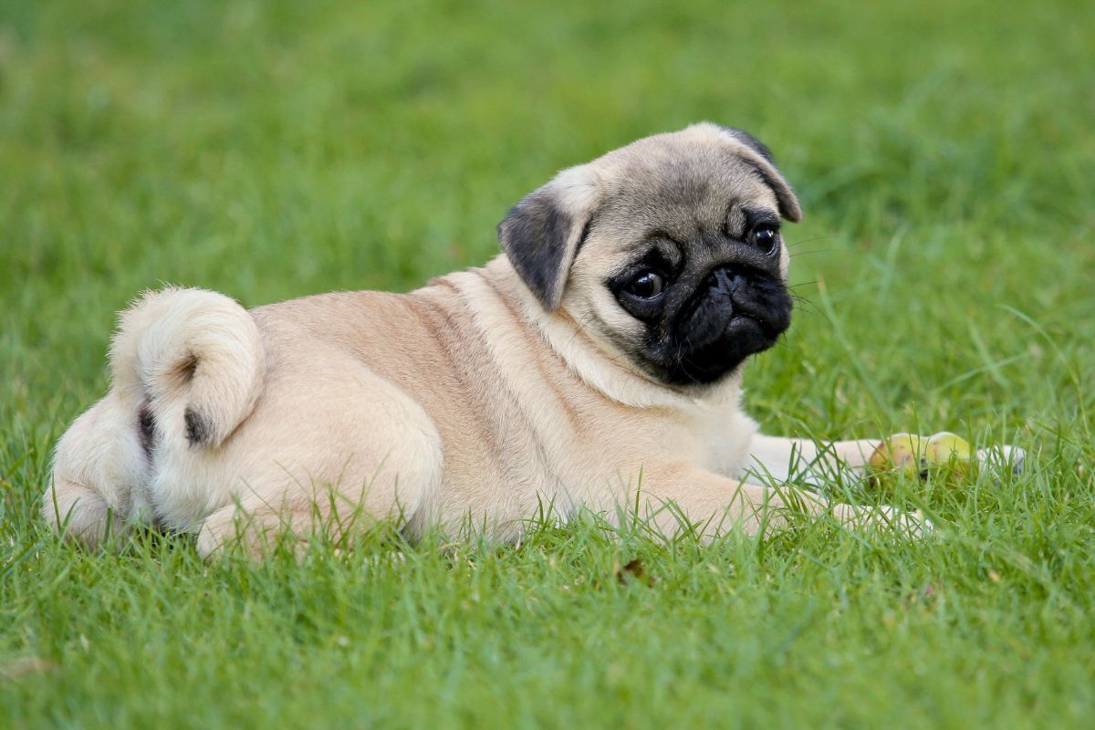 mops charakter wyglad zdrowie i pielegnacja tej rasy psow w domu