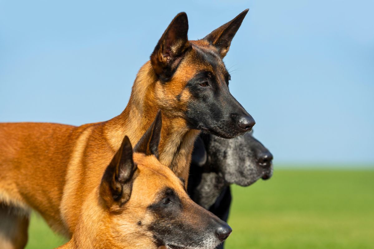 Owczarek belgijski charakterystyka rasy, temperament i pielęgnacja