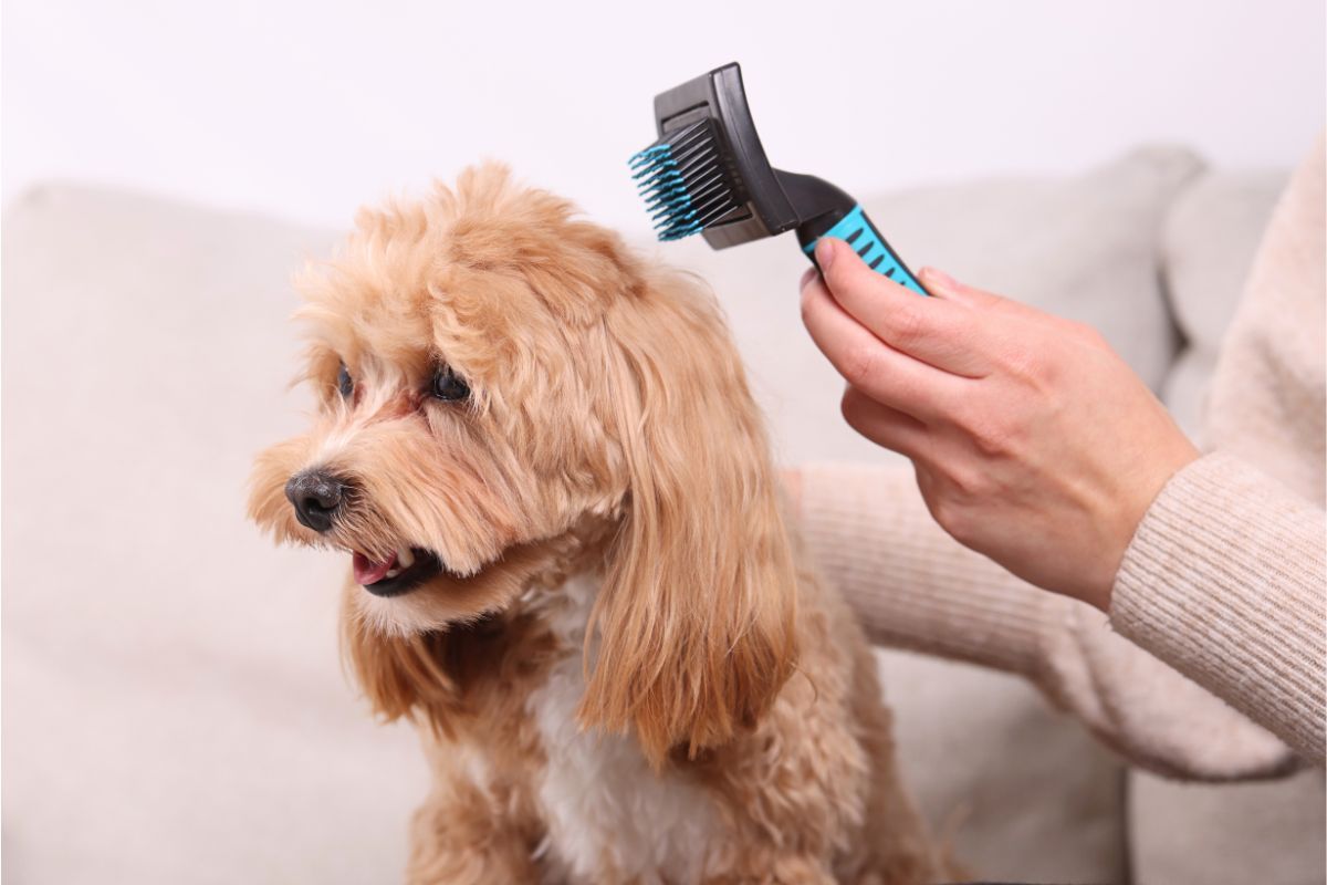 Psy dla alergików i najlepsze rasy hipoalergiczne które nie gubią sierści