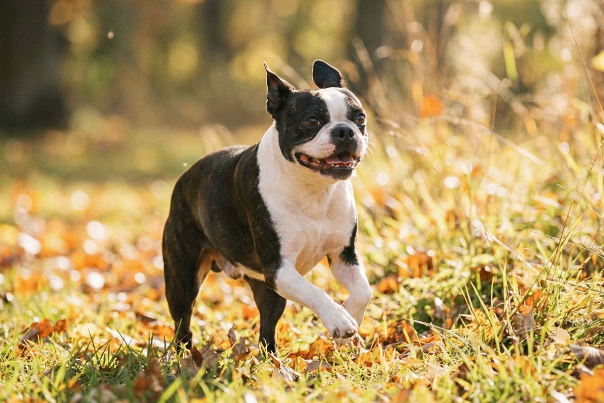 Boston Terrier wzorzec rasy, charakterystyka wyglądu, sportowa sylwetka psa
