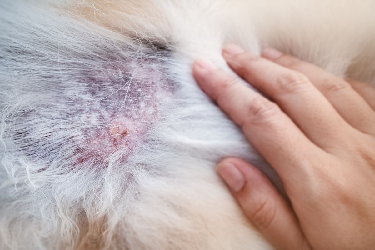 Choroba Cushinga u psa objawy leczenie dieta i opieka krok po kroku