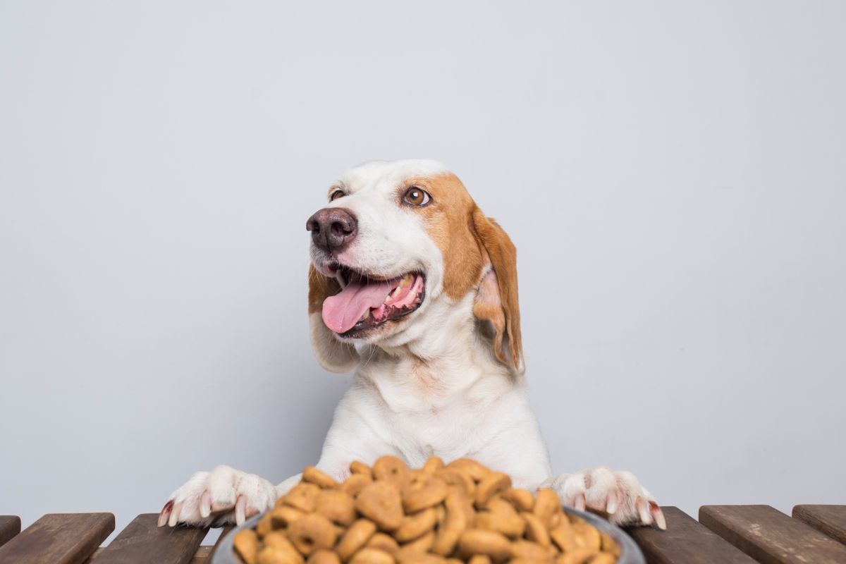 karma dla psa ranking i poradnik jak dobrać karmę dla psa