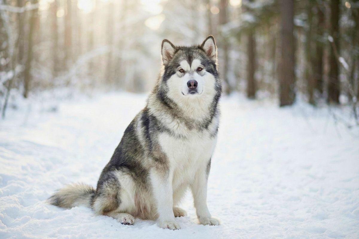Alaskan malamute charakter wychowanie pielęgnacja dla tej rasy psa
