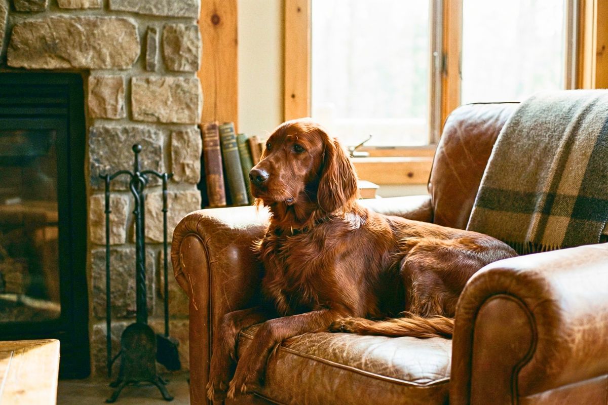 Seter irlandzki charakter, zobacz opis i zdjęcie psa rasy seter irlandzki